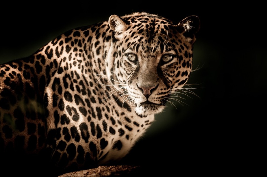 Leopard, Tigers Preservation Station
