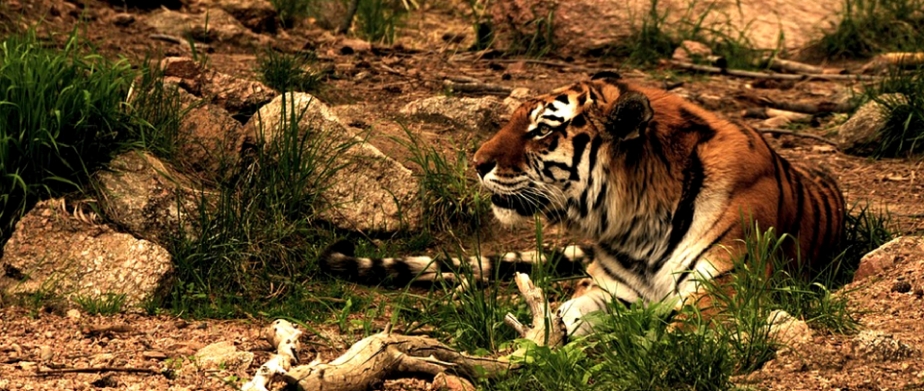 Some Great Reasons to Visit the Myrtle Beach Safari Zoo